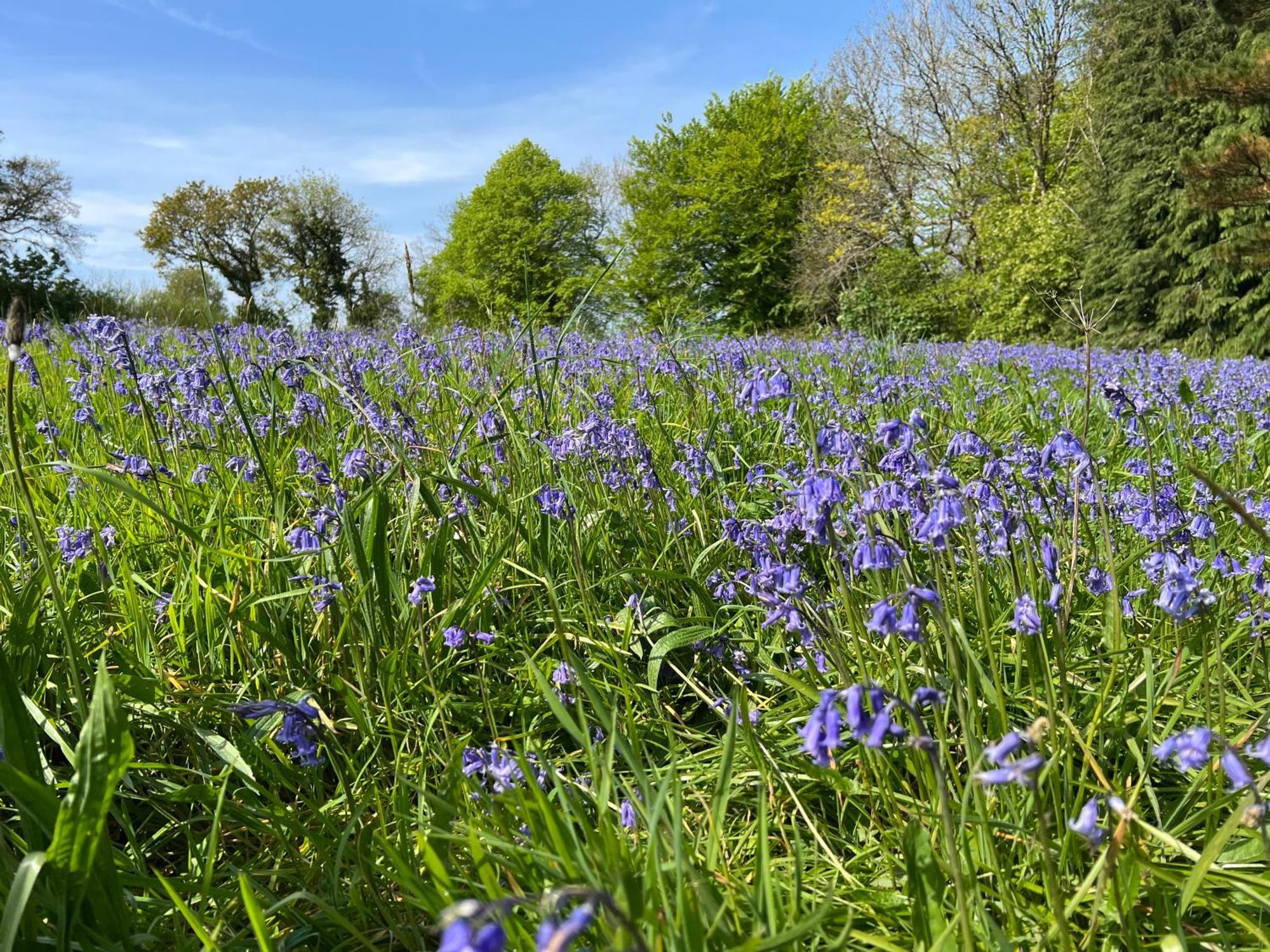 Hollyhocks Holiday Home- 2 Bedroomed Ground Floor Apartment Sleeps 5 Ivybridge Buitenkant foto